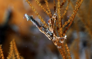 Raja Ampat 2019 - DSC08094_rc - Conical spider crab - galathee conique - xenocarcinus conicus